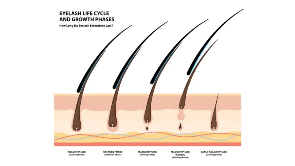 lash growth cycle